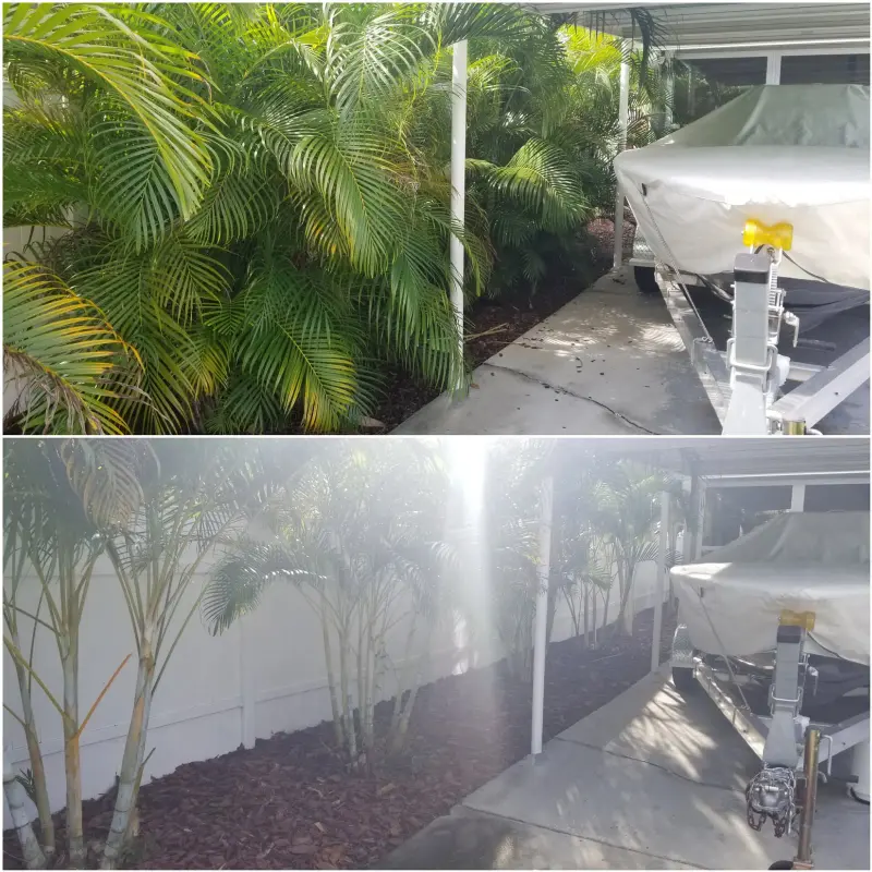 Palm walkway before and after thinning